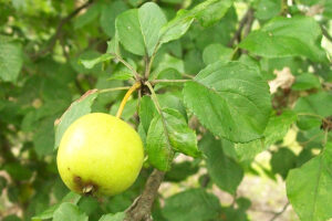 Crab apple tree leaves and fruit
