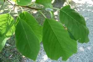 Cucumber Magnolia tree leaves