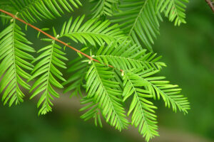 Dawn Redwood Tree's leaves