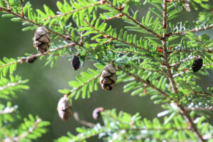 Eastern Hemlock leaves