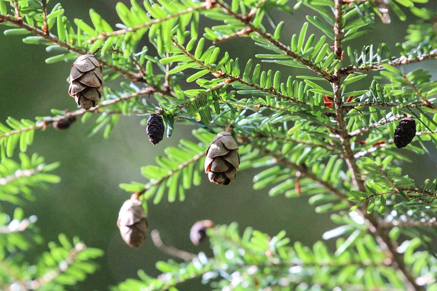 Eastern Hemlock leaves
