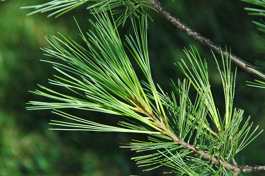 Eastern White Pine leaves