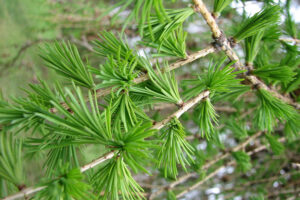 European Larch Tree leaves