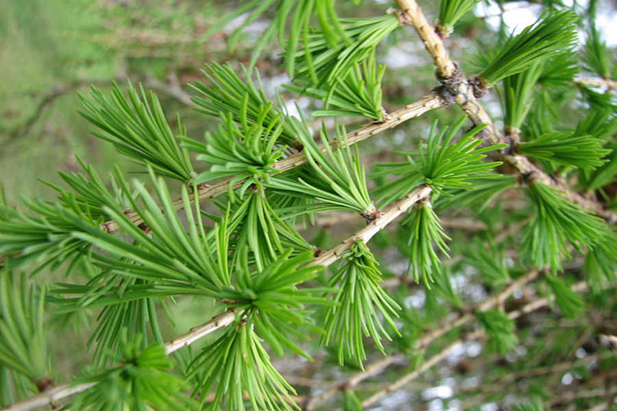European Larch Tree leaves