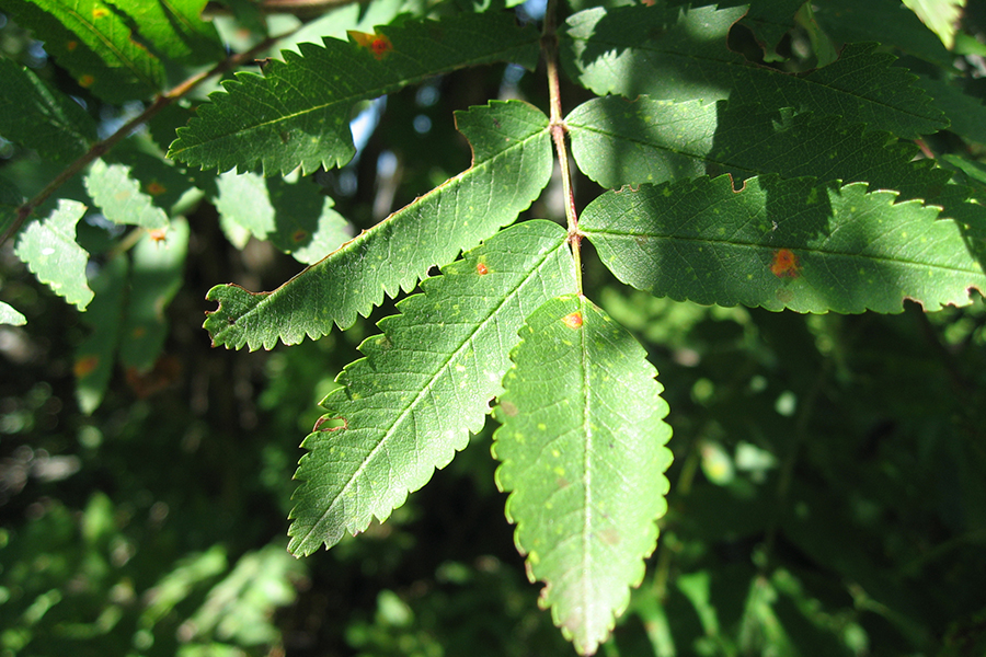 European Mountain Ash Tree leaves