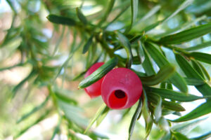 European Yew Tree leaves and berries