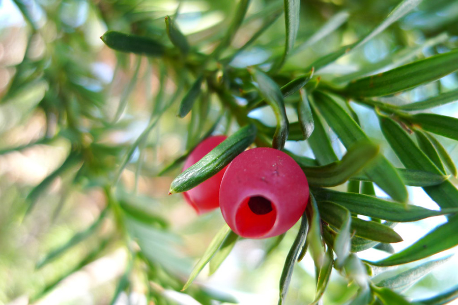 European Yew Tree leaves and berries