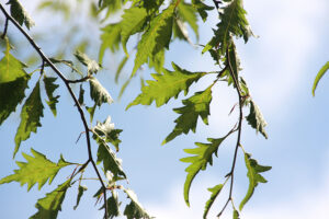 Fernleaf Beach Tree leaves
