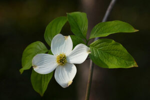 Flowering Dogwood Tree leaves with white flowers