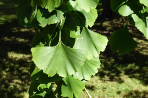 Ginkgo Tree leaves