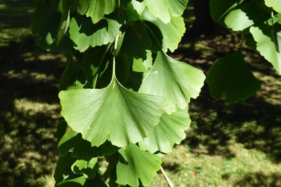 Ginkgo Tree leaves