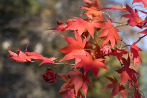 Japanese Maple Tree leaves