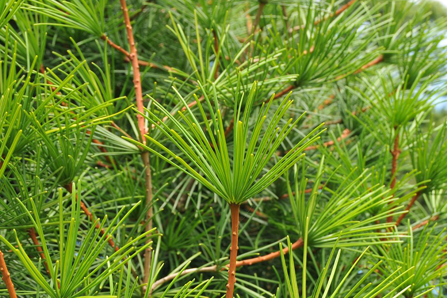 Japanese Umbrella Pine Tree leaves