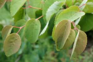 Katsura Tree leaves
