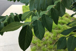 Kentucky Coffeetree leaves