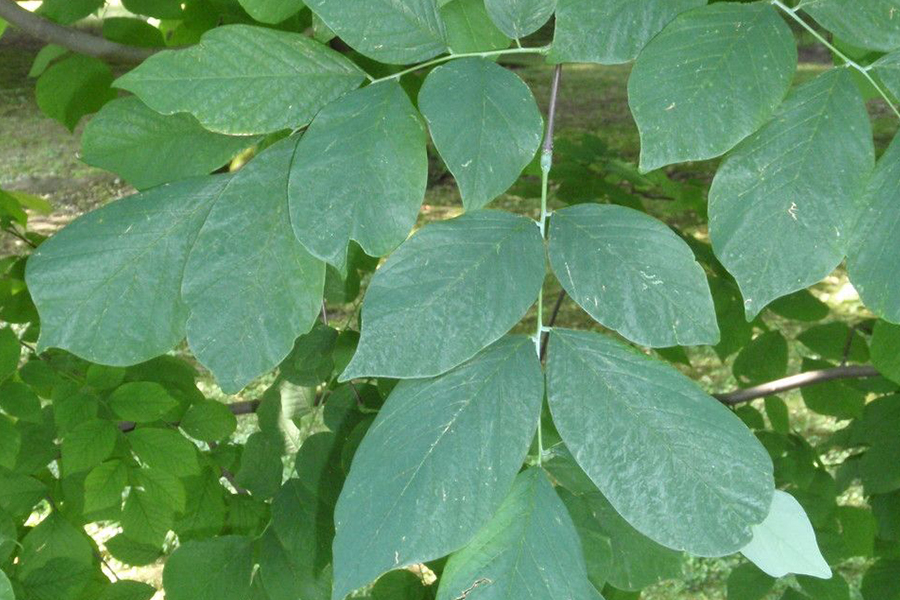 Kentucky Yellowwood Tree leaves