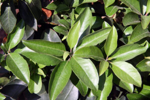 Mountain Laurel Tree leaves