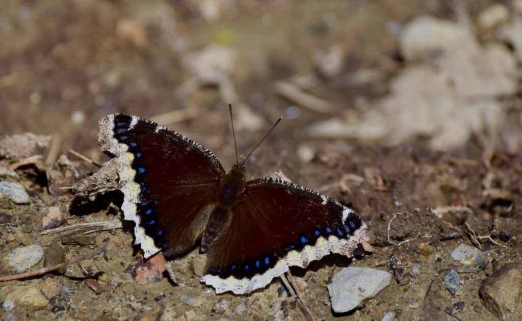 mourning cloak butterfly on ground