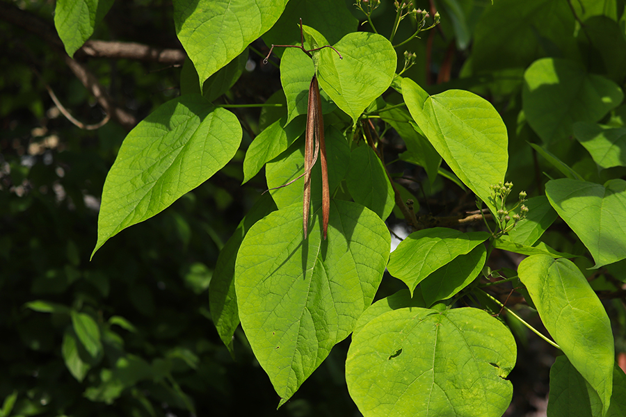 Northern Catalpa Tree leaves