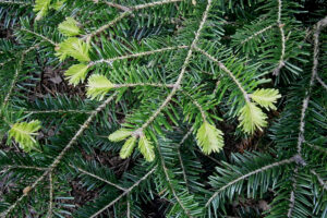Norway Spruce Tree leaves