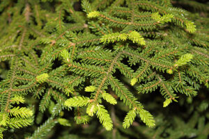 Oriental Spruce Tree leaves
