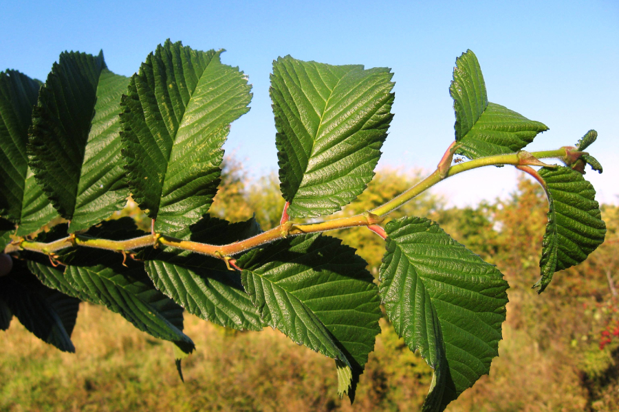 Patriot Elm Tree leaves