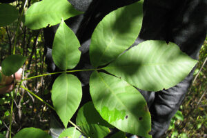 Pignut Hickory Tree leaves