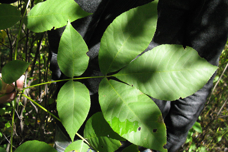 Pignut Hickory Tree leaves