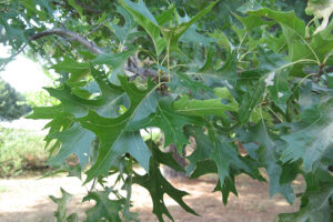 Pin Oak Tree leaves