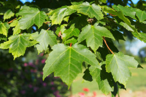Red Maple Tree leaves