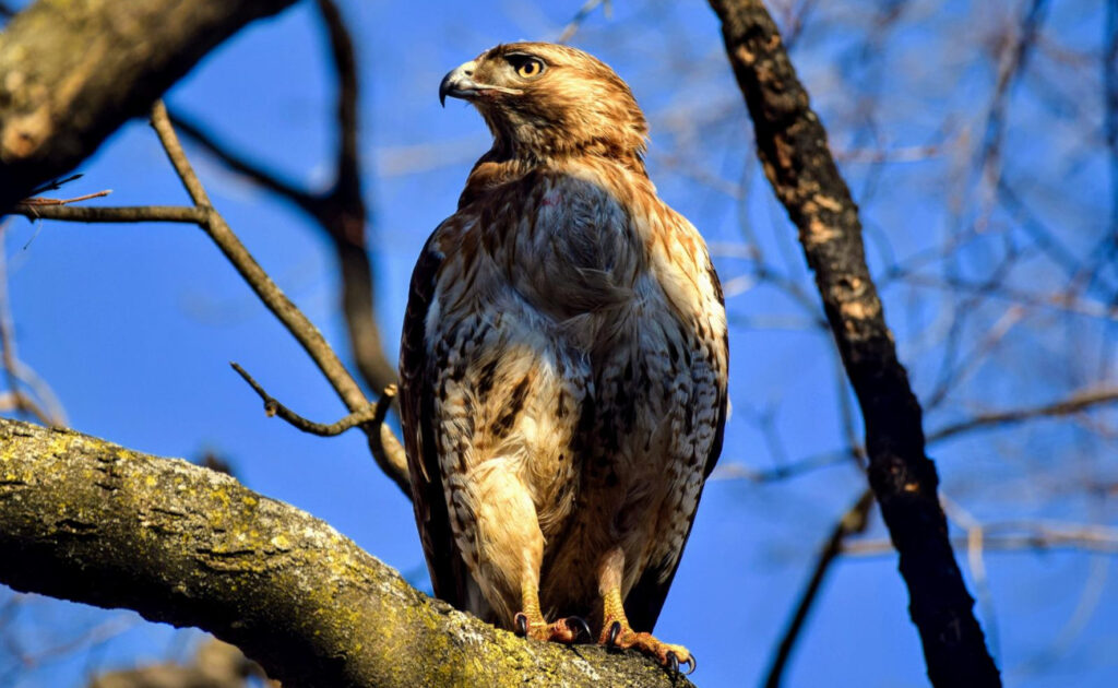 Red tail hawk sitting on branch