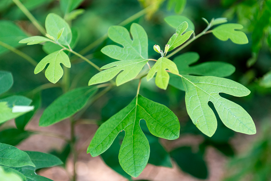 Sassafras Tree leaves