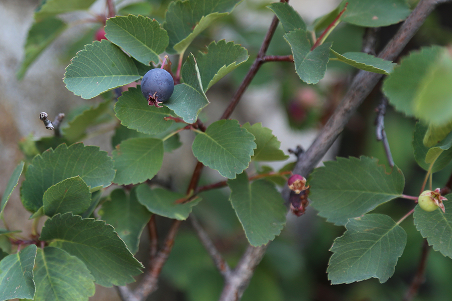 Serviceberry Tree leaves