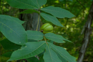 Shagbark Hickory leaves