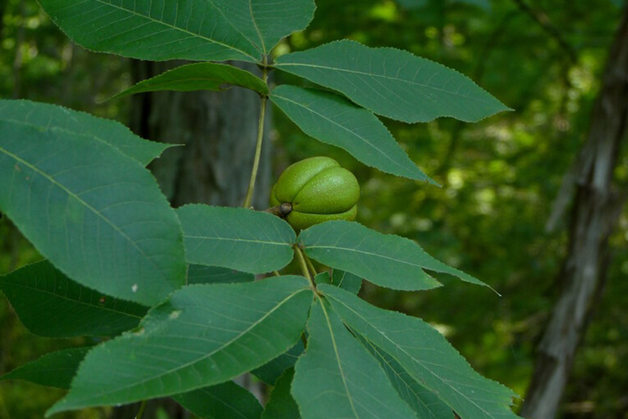Shagbark Hickory leaves