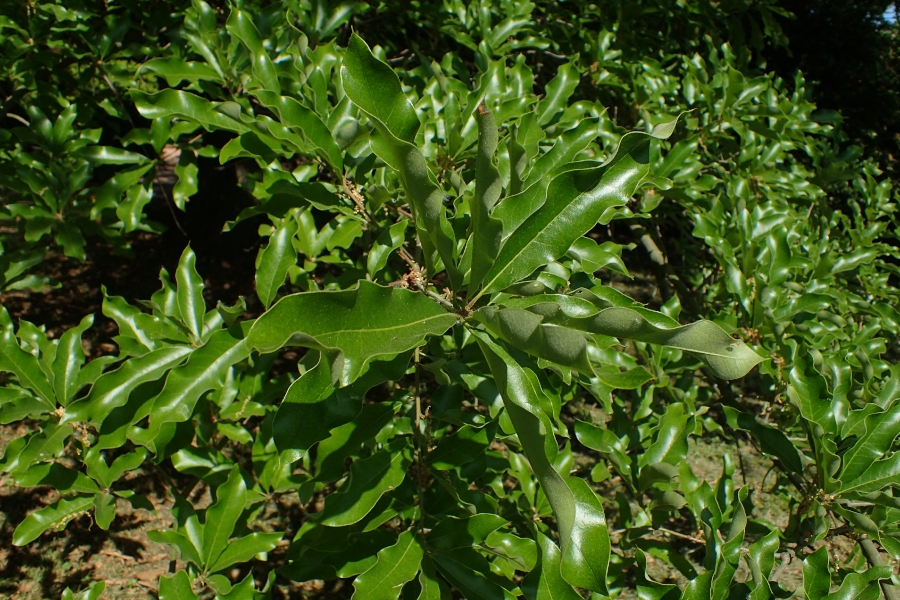 Shingle Oak Tree leaves