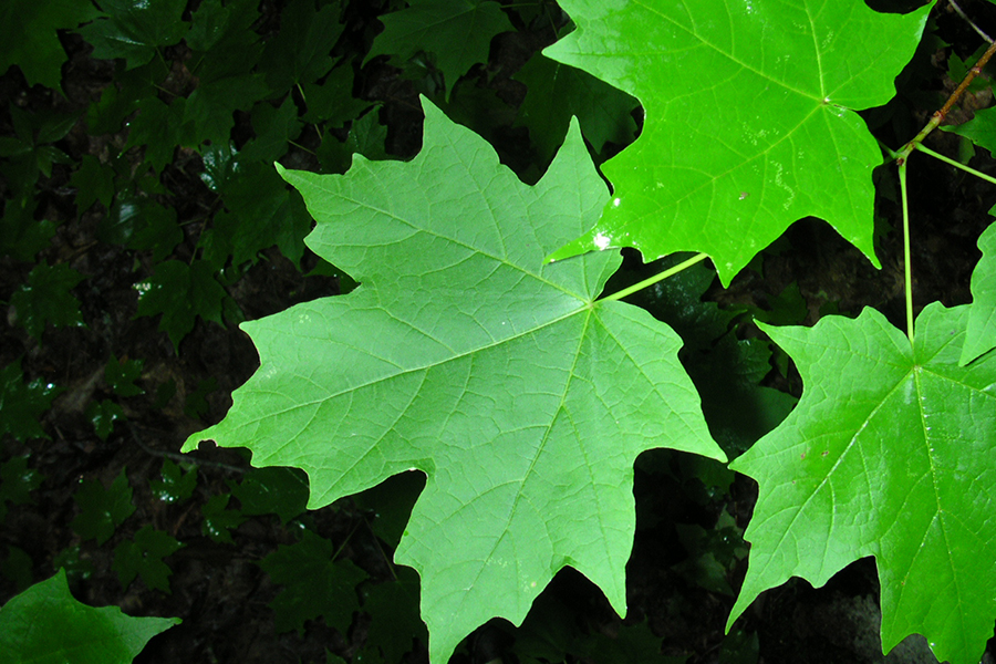 Sugar Maple Tree leaves