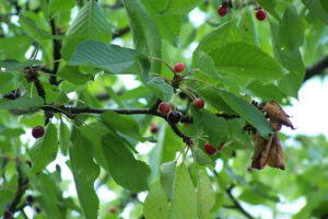 Sweet Cherry Tree leaves
