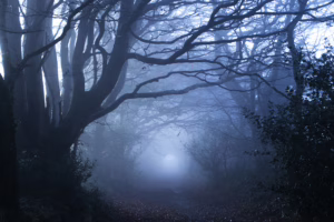 spooky forest with fog