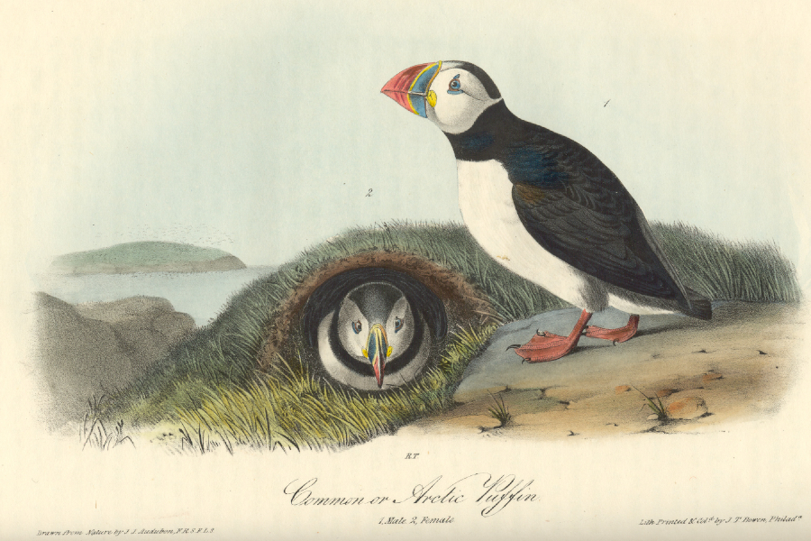 Puffins in Audubon book