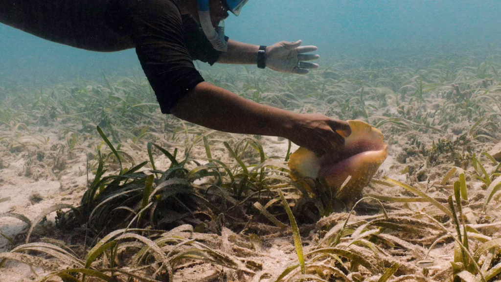 A diver harvesting conch in Belize