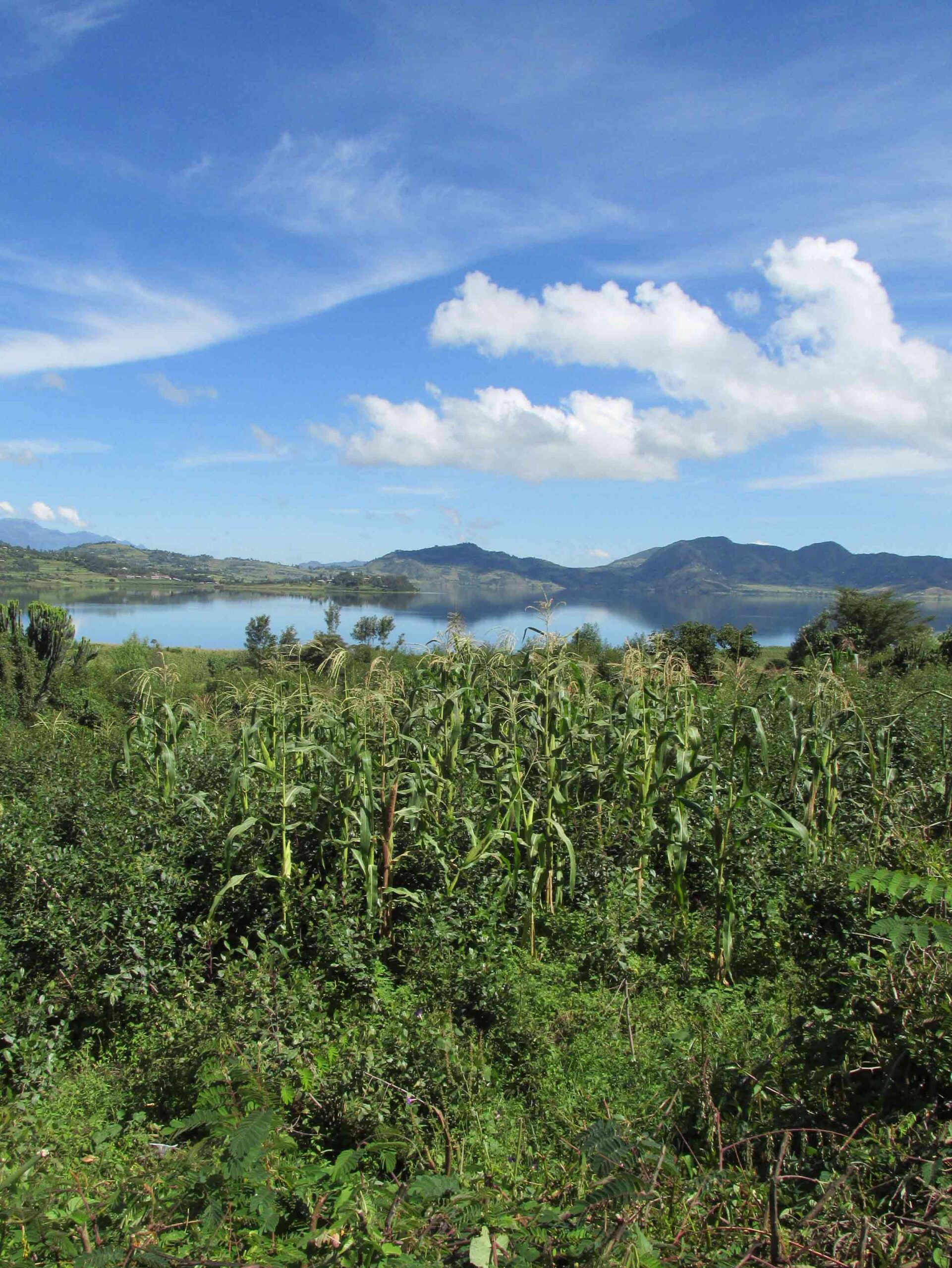 View of Hayk Lake with sorghum growing in the foreground, photo by Morgan Ruelle