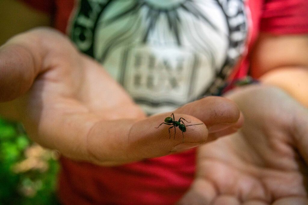 A student wearing a Clark t-shirt holds an ant in Kaitlyn Mathis's lab.