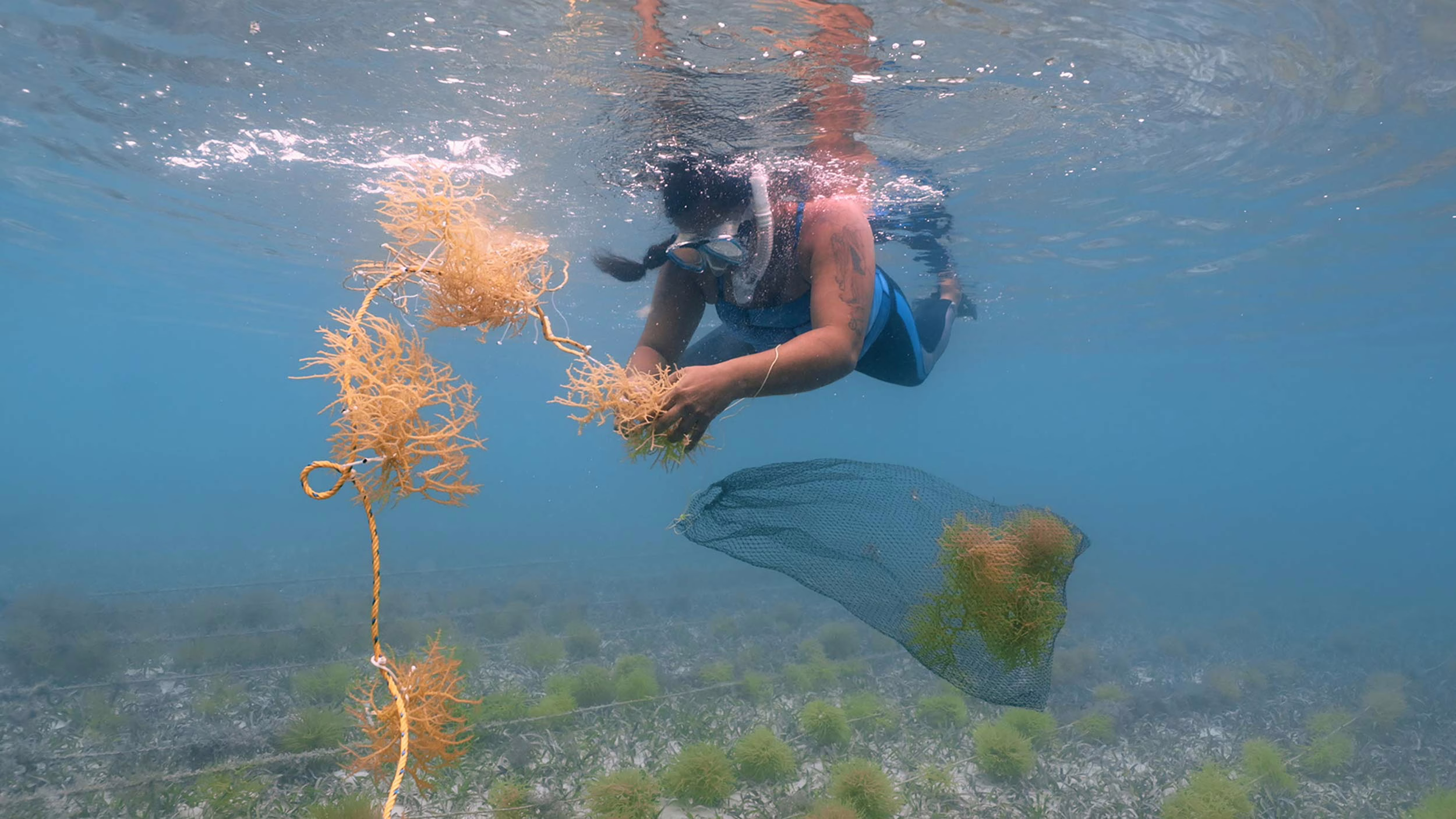 A person wearing a diving mask farms seaweed in Belize