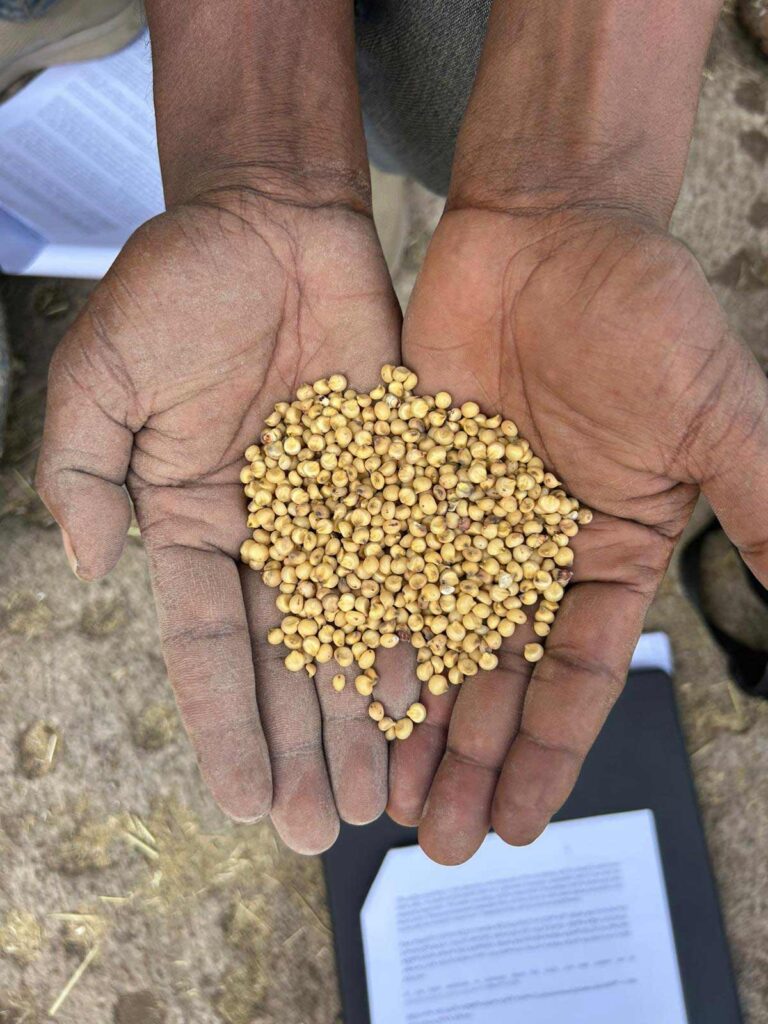 A farmer holds a traditional Ethiopian grain mixture in their hands.