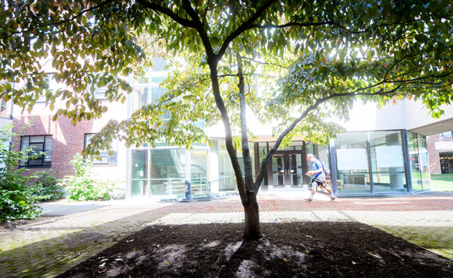 Arthur M. Sackler Sciences Center - tree in courtyard