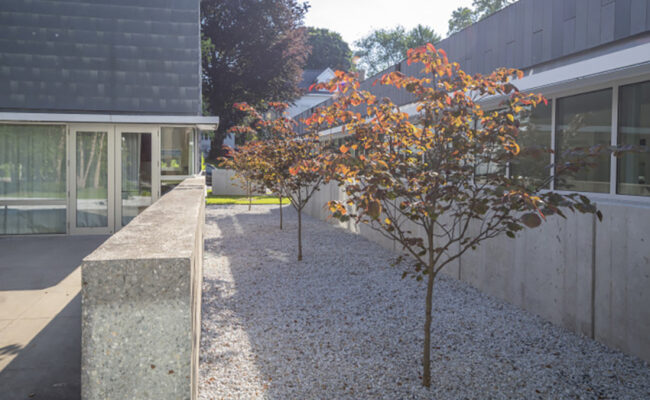 Lasry-Cohen House - newly planted trees