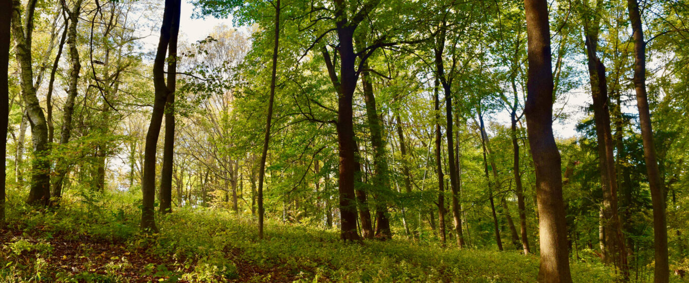 Trees in the arboretum