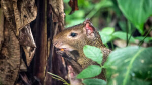 brazilian rodent climbing tree