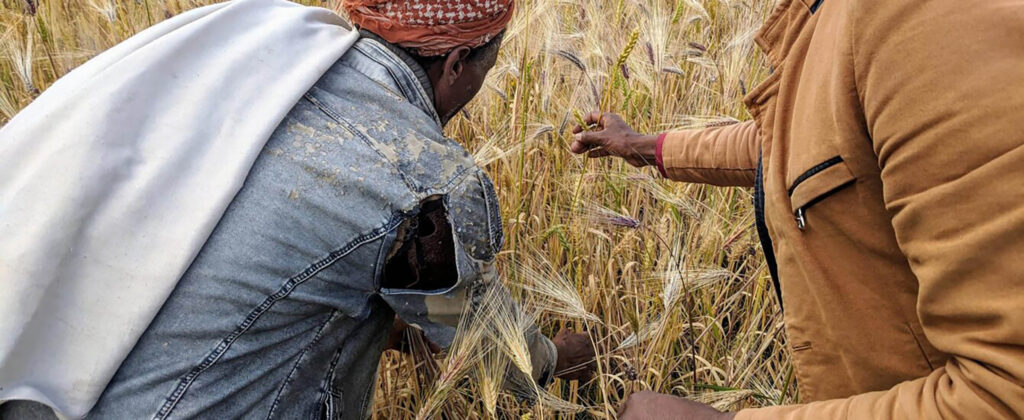 farmer and researcher in wheat field